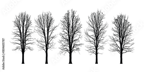 Five tall bare trees in a row against a white background in a graphic illustration style