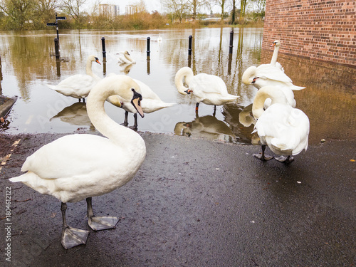 swans on the river