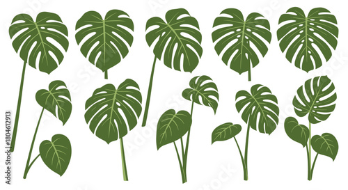 Collection of green monstera deliciosa leaves on white background.