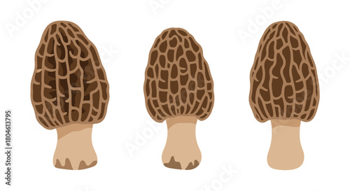 Three brown morel mushrooms with distinctive honeycomb caps and light tan stems are displayed against a white background.