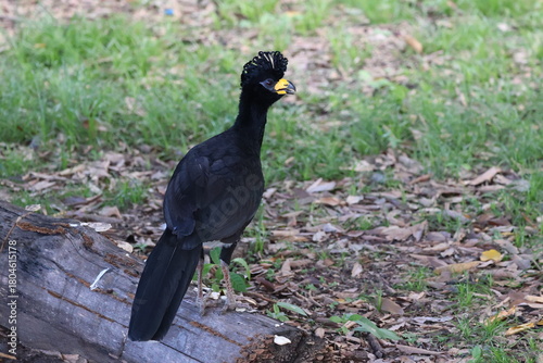 Amazing colorful beautiful bird from  Pantanal, the brazilian rain forest