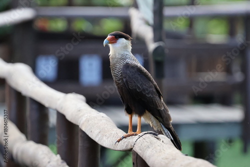 Amazing colorful beautiful bird from  Pantanal, the brazilian rain forest