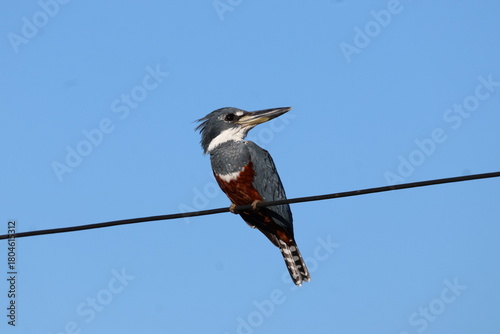 Amazing colorful beautiful bird from  Pantanal, the brazilian rain forest