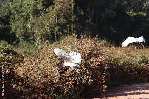 Amazing colorful beautiful bird from  Pantanal, the brazilian rain forest