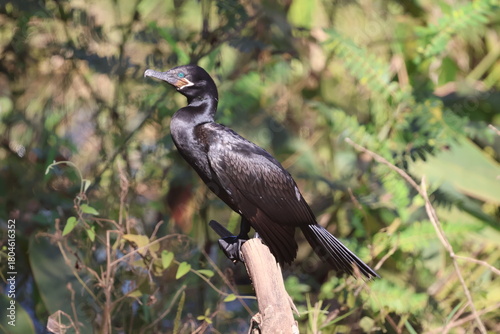 Amazing colorful beautiful bird from  Pantanal, the brazilian rain forest