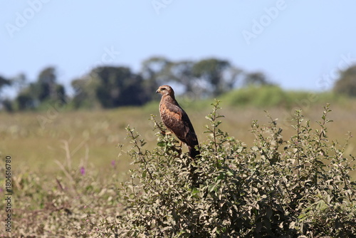 Amazing colorful beautiful bird from  Pantanal, the brazilian rain forest