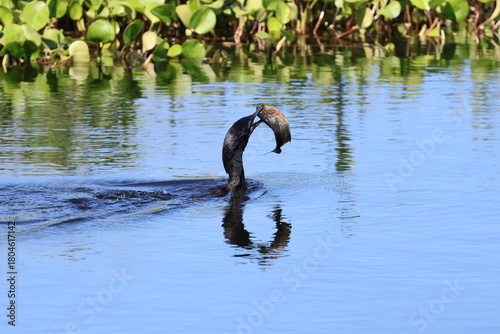 Amazing colorful beautiful bird from  Pantanal, the brazilian rain forest