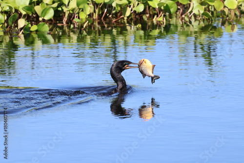 Amazing colorful beautiful bird from  Pantanal, the brazilian rain forest