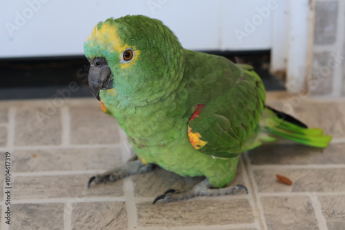 Amazing colorful beautiful bird from  Pantanal, the brazilian rain forest