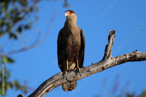 Amazing colorful beautiful bird from  Pantanal, the brazilian rain forest