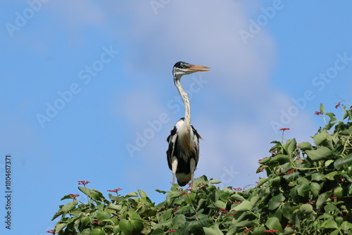 Amazing colorful beautiful bird from  Pantanal, the brazilian rain forest