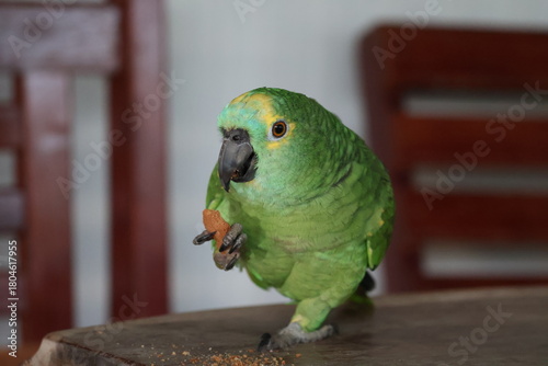 Amazing colorful beautiful bird from  Pantanal, the brazilian rain forest
