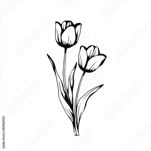 Simple Tulip Illustration. Monochrome Floral Sketch