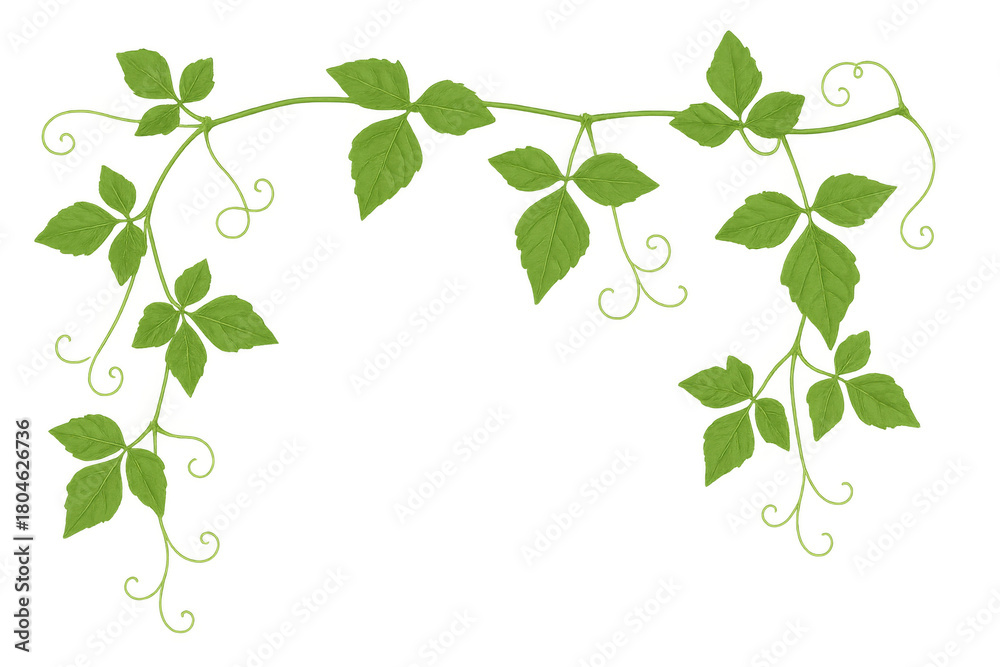 Obraz premium Green vine leaves and growing tendrils forming a decorative natural border pattern on transparent clip art background