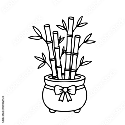 Lucky bamboo plant in decorative pot