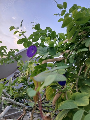 Butterfly Pea Flowers with Foliage