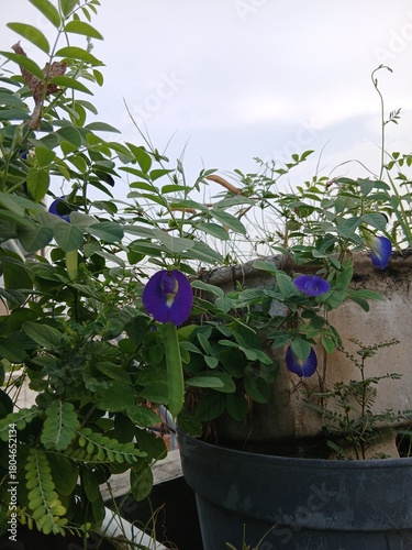 Butterfly Pea Flowers with Foliage