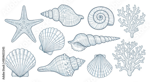 Collection of hand-drawn marine life including seashells starfish and coral in a detailed blue and white vintage engraving style.