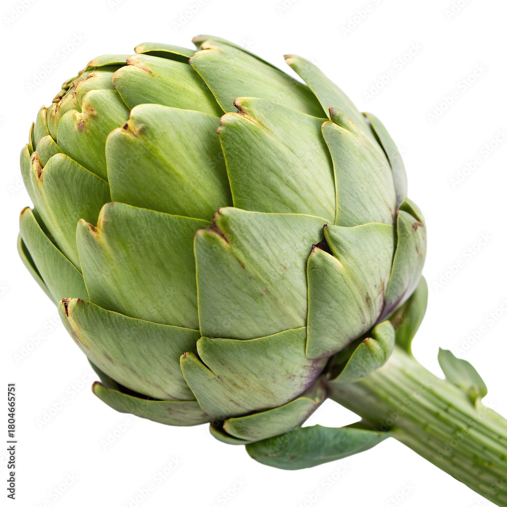 Obraz premium Fresh artichoke harvested from the garden isolated on transparent background