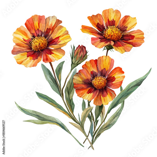 Gaillardia Flower, watercolor painting vector, isolated on a white background.