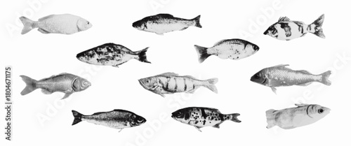 Halftone collage sea fishs. Vector illustration isolated background.