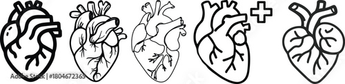 Anatomical heart icon set.Human anatomy internal organ set with brain lung intestine heart kidney liver and stomatch.Healthy Cardiovascular Organ Symbol Collection on White Background and red.