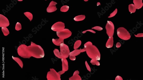 Soft red plum blossom petals gently falling in slow motion against a black background. Peaceful, elegant, and symbolic Chinese New Year floral motion