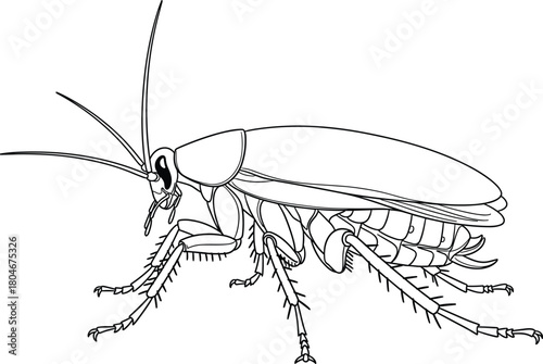 Cockroach insect sketch, detailed black and white line art illustration, isolated pest control symbol, flat vector design element.