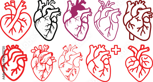 Anatomical heart icon set.Human anatomy internal organ set with brain lung intestine heart kidney liver and stomatch.Healthy Cardiovascular Organ Symbol Collection on White Background and red.