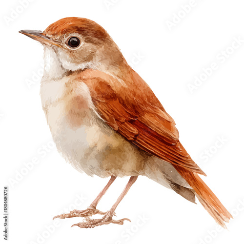 Watercolor vector illustration of Nightingale, isolated on white background.