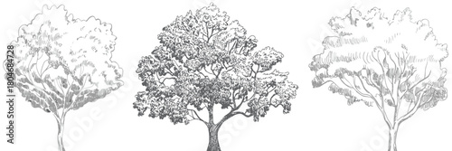  Set of trees in cad line drawings for landscape and building design,