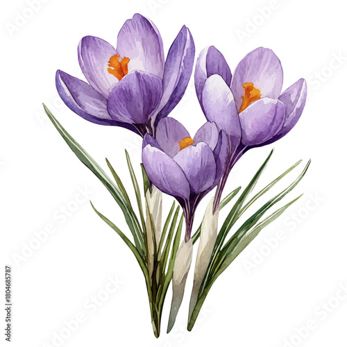 Quadro su tela Crocus Flower, watercolor vector, isolated on a white background.
