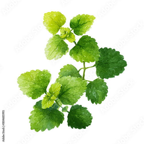 A watercolor painting of Lemon Balm, vector illustration on white background.