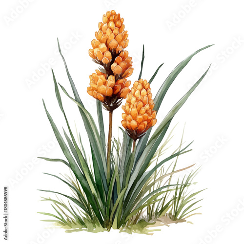 Craspedia Flower, watercolor drawing vector, isolated on a white background.