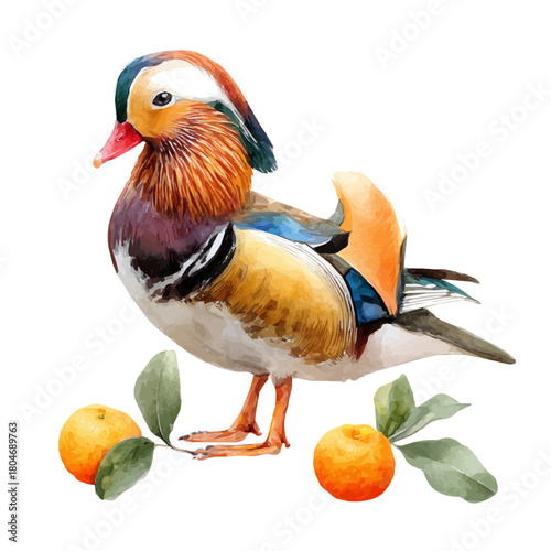 Mandarin in watercolor style, vector illustration, isolated on white background.