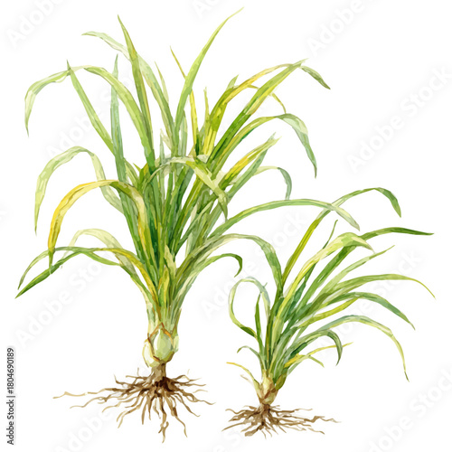 Lemongrass, watercolor painting, vector illustration, isolated on a white background.