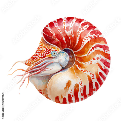 Nautilus in watercolor style, vector illustration, isolated on white background.