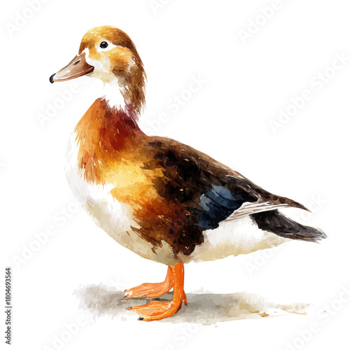 Peking Duck in watercolor style, vector illustration, isolated on white background.