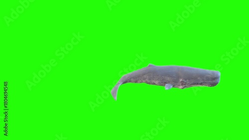 Sperm Whale swim green background