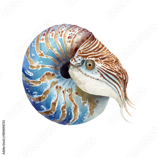 Nautilus, watercolor painting, vector illustration, isolated on a white background.