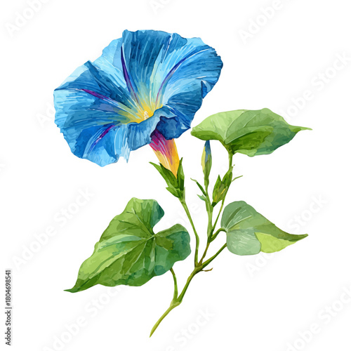 Watercolor vector illustration of Morning Glory Flower, isolated on white background.