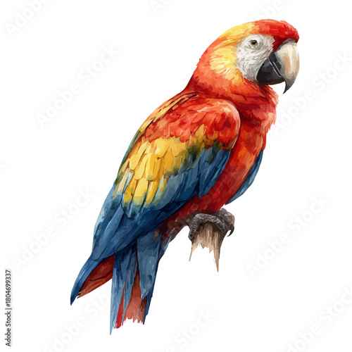 Macaw in watercolor style, vector illustration, isolated on white background.