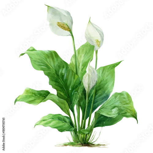 Peace Lily in watercolor style, vector illustration, isolated on white background.