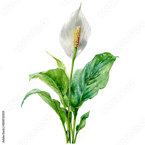 Peace Lily in watercolor style, vector illustration, isolated on white background.