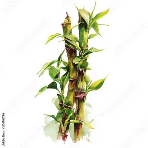 Lucky Bamboo, watercolor painting, vector illustration, isolated on a white background.