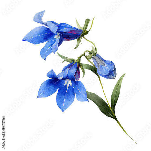 Fotografía Lobelia Flower, watercolor painting, vector illustration, isolated on a white background