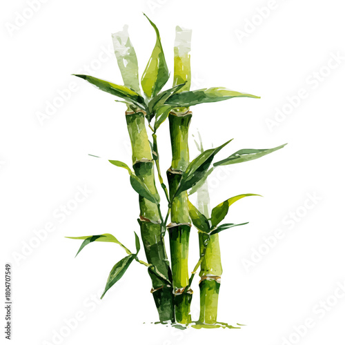 Lucky Bamboo in watercolor style, vector illustration, isolated on white background.