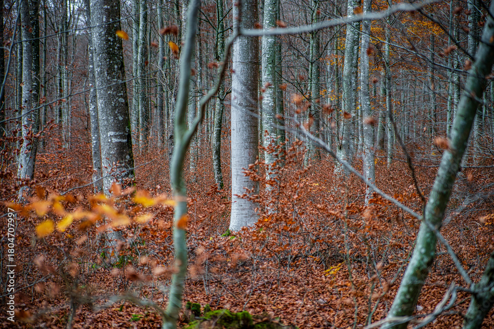 Obraz premium Autumn forest colorful view