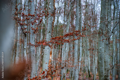 Autumn forest colorful view