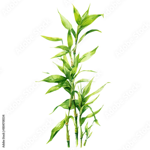 Watercolor vector illustration of Lucky Bamboo, isolated on white background.